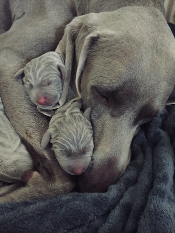 mother dog with puppies